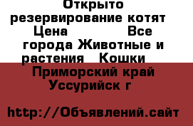 Открыто резервирование котят › Цена ­ 15 000 - Все города Животные и растения » Кошки   . Приморский край,Уссурийск г.